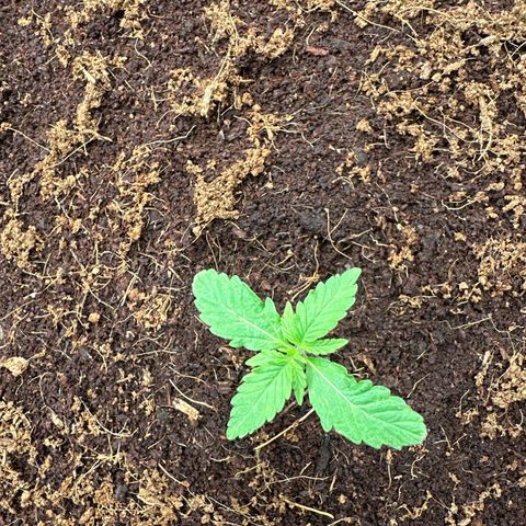 Frozen Black Cherry Auto® growlog timeline photo