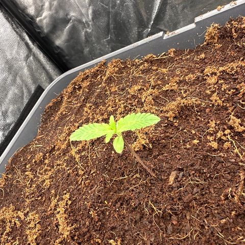 Frozen Black Cherry Auto® growlog timeline photo