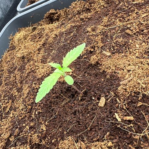 Frozen Black Cherry Auto® growlog timeline photo