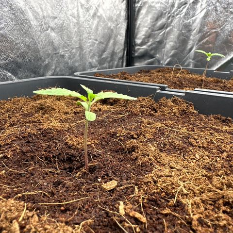 Frozen Black Cherry Auto® growlog timeline photo