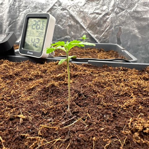 Frozen Black Cherry Auto® growlog timeline photo