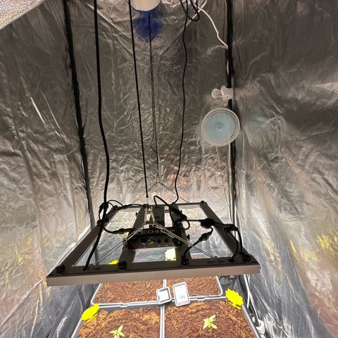 ZKITTLEZ OG AUTO  growlog timeline photo