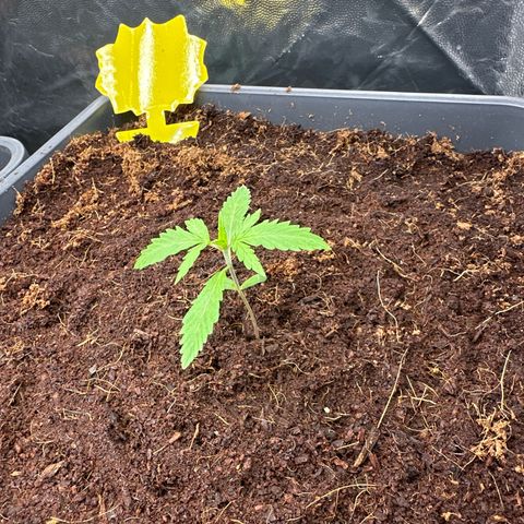 ZKITTLEZ OG AUTO  growlog timeline photo