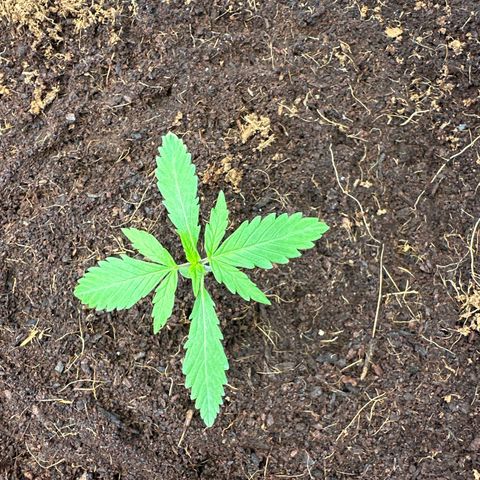 ZKITTLEZ OG AUTO  growlog timeline photo