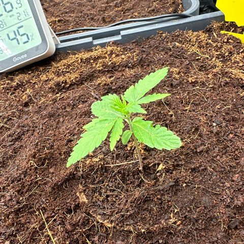 Frozen Black Cherry Auto® growlog timeline photo