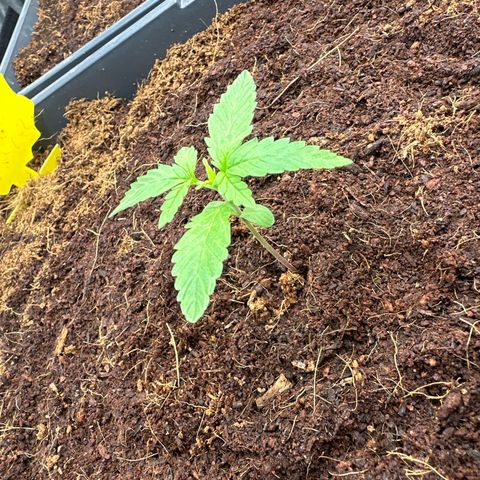 Frozen Black Cherry Auto® growlog timeline photo