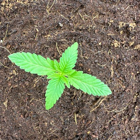 Frozen Black Cherry Auto® growlog timeline photo