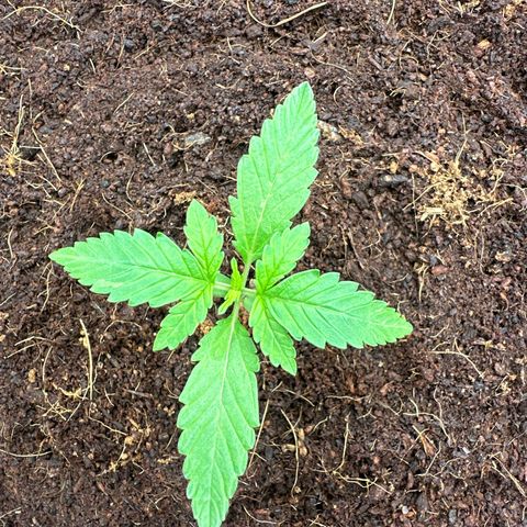 Frozen Black Cherry Auto® growlog timeline photo