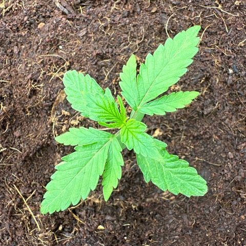 Frozen Black Cherry Auto® growlog timeline photo