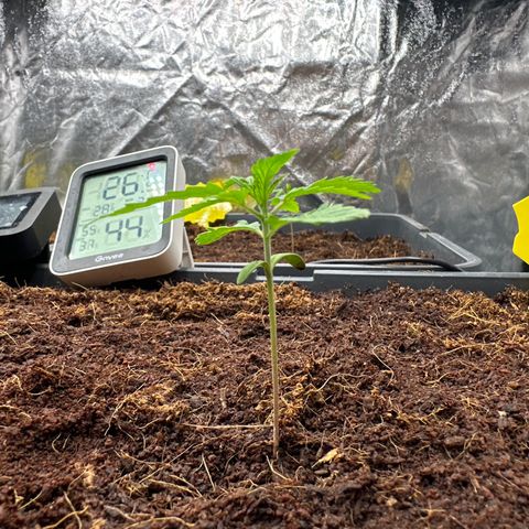 Frozen Black Cherry Auto® growlog timeline photo