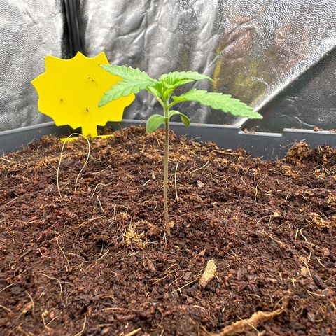 Frozen Black Cherry Auto® growlog timeline photo