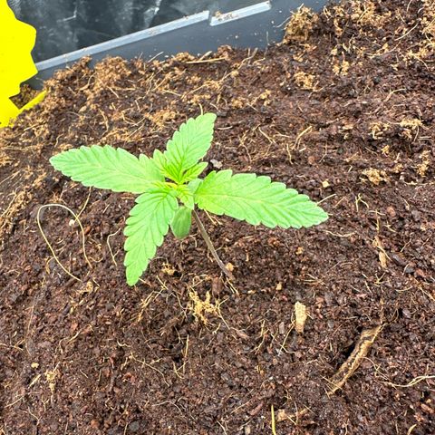 Frozen Black Cherry Auto® growlog timeline photo