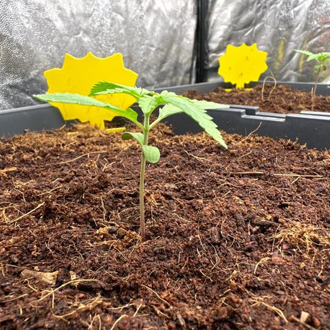 Frozen Black Cherry Auto® growlog timeline photo