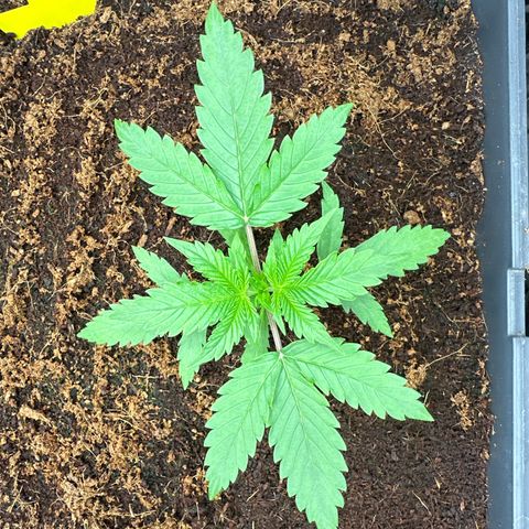 ZKITTLEZ OG AUTO  growlog timeline photo