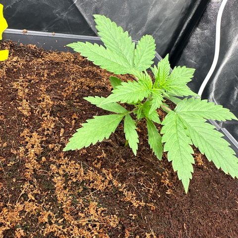 ZKITTLEZ OG AUTO  growlog timeline photo
