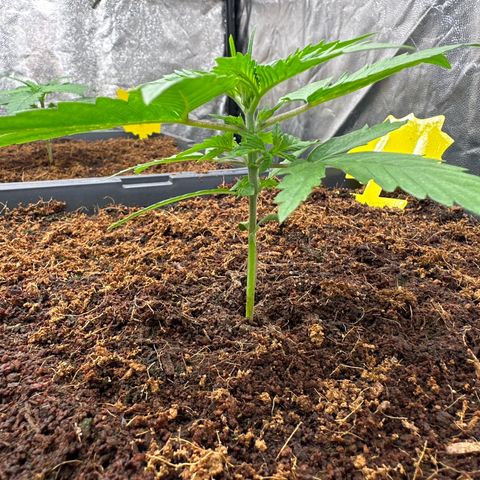 ZKITTLEZ OG AUTO  growlog timeline photo
