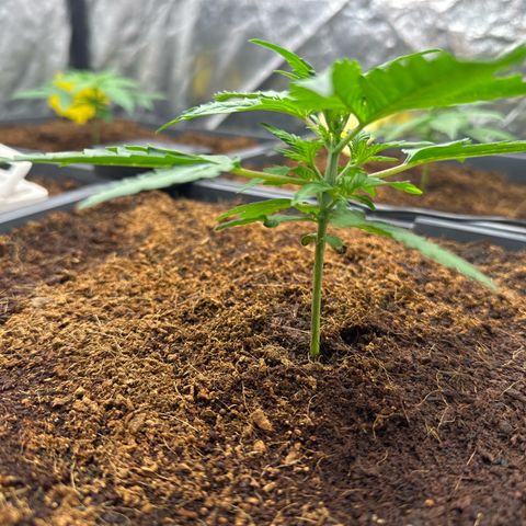 Frozen Black Cherry Auto® growlog timeline photo