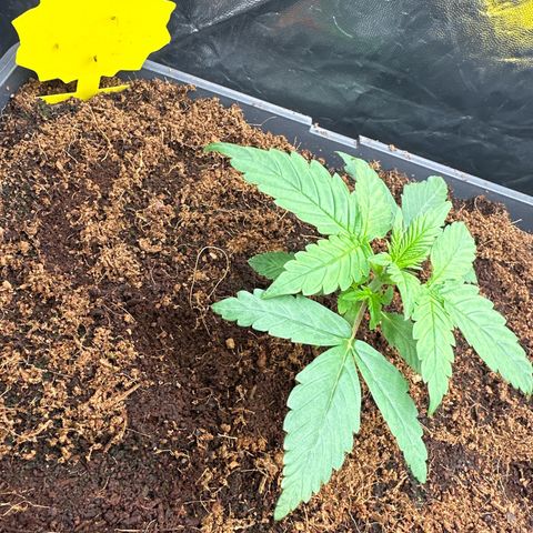 Frozen Black Cherry Auto® growlog timeline photo
