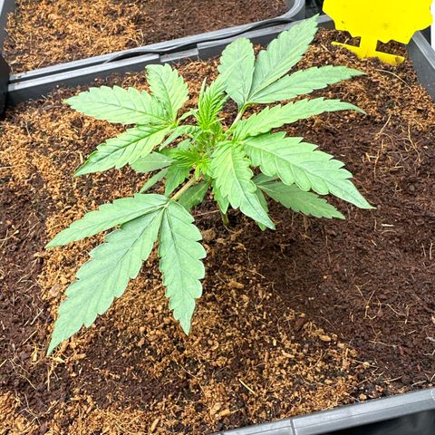 Frozen Black Cherry Auto® growlog timeline photo