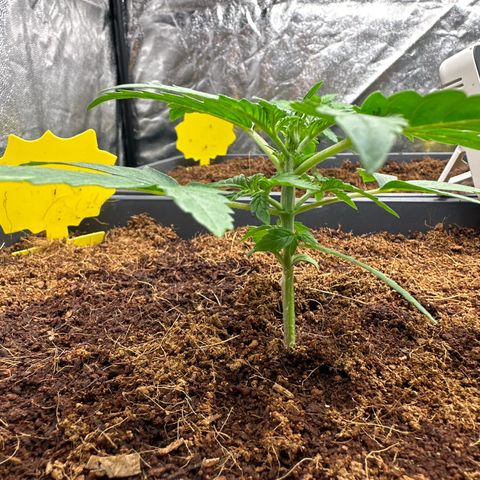 Frozen Black Cherry Auto® growlog timeline photo
