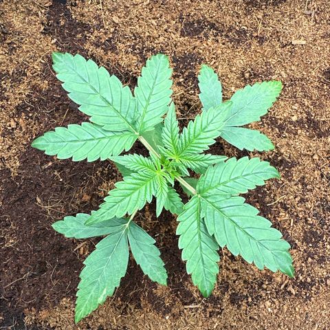 Frozen Black Cherry Auto® growlog timeline photo