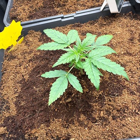Frozen Black Cherry Auto® growlog timeline photo