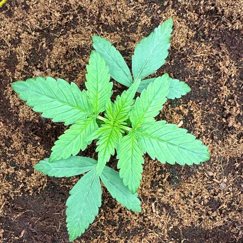 Frozen Black Cherry Auto® growlog timeline photo
