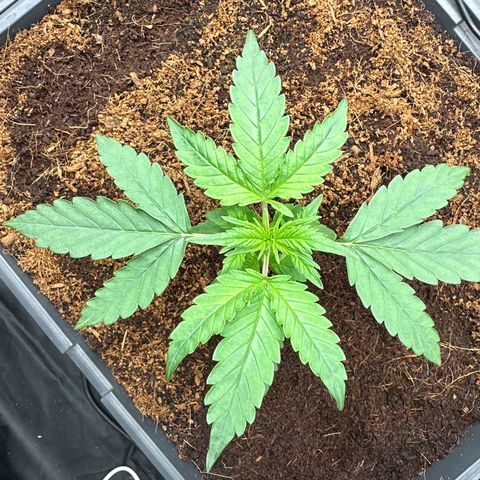 Frozen Black Cherry Auto® growlog timeline photo
