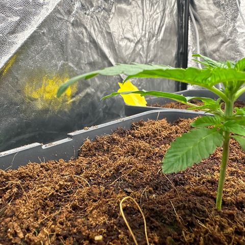 Frozen Black Cherry Auto® growlog timeline photo