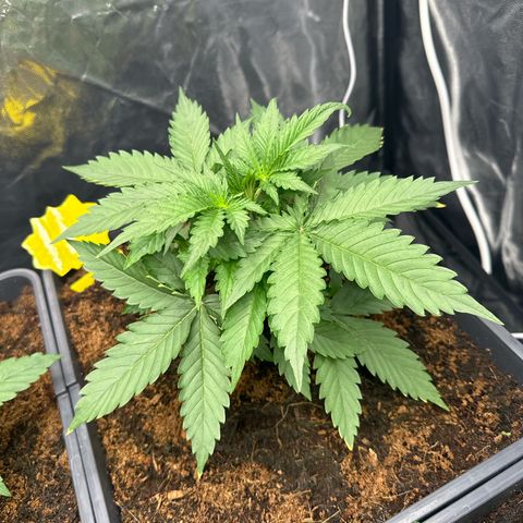 ZKITTLEZ OG AUTO  growlog timeline photo