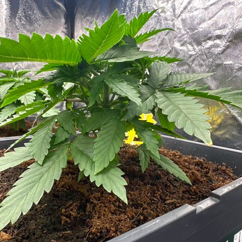 ZKITTLEZ OG AUTO  growlog timeline photo
