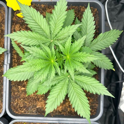 ZKITTLEZ OG AUTO  growlog timeline photo