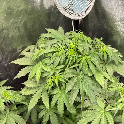 ZKITTLEZ OG AUTO  growlog timeline photo