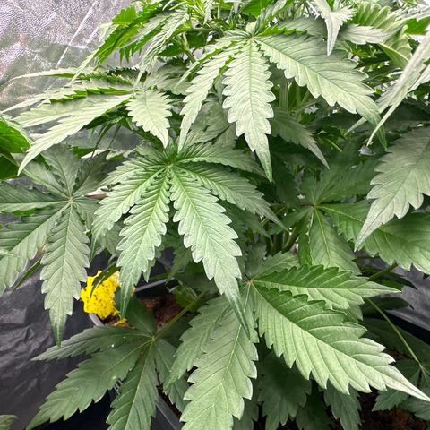 ZKITTLEZ OG AUTO  growlog timeline photo