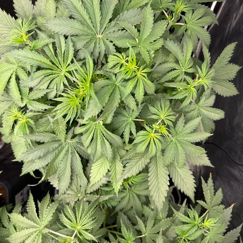 ZKITTLEZ OG AUTO  growlog timeline photo