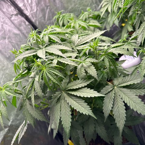 Frozen Black Cherry Auto® growlog timeline photo