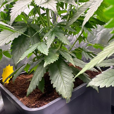 Frozen Black Cherry Auto® growlog timeline photo