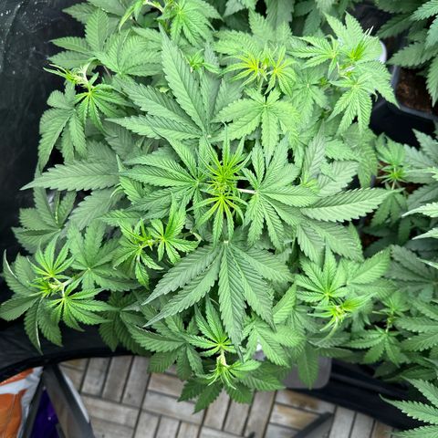 Frozen Black Cherry Auto® growlog timeline photo