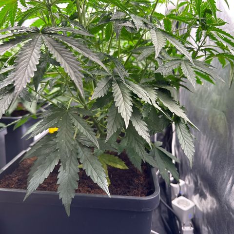Frozen Black Cherry Auto® growlog timeline photo