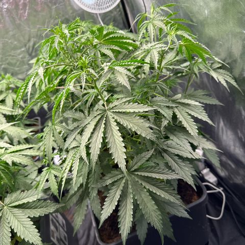 Frozen Black Cherry Auto® growlog timeline photo
