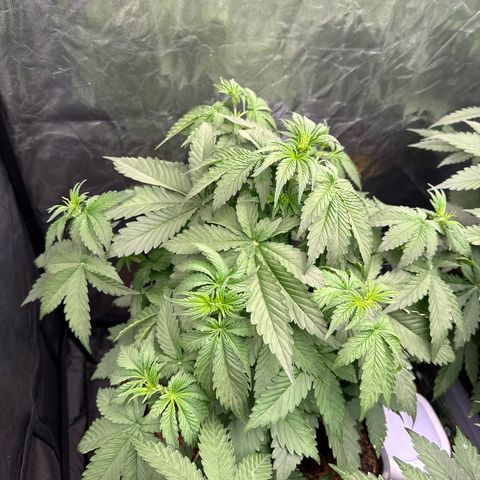 Frozen Black Cherry Auto® growlog timeline photo