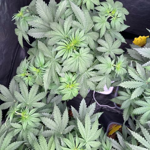 Frozen Black Cherry Auto® growlog timeline photo