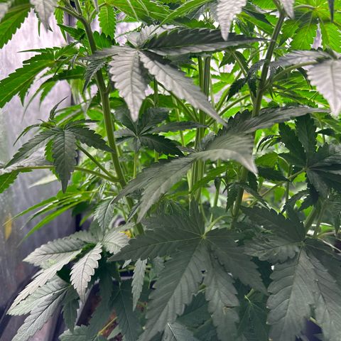 Frozen Black Cherry Auto® growlog timeline photo