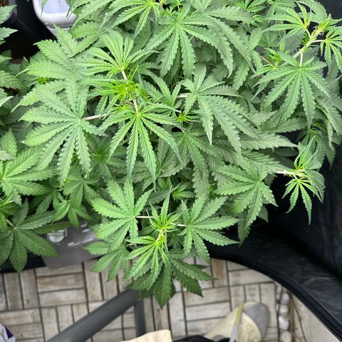 Frozen Black Cherry Auto® growlog timeline photo
