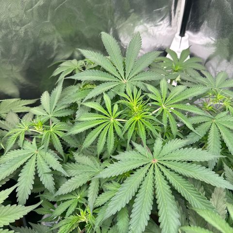 ZKITTLEZ OG AUTO  growlog timeline photo