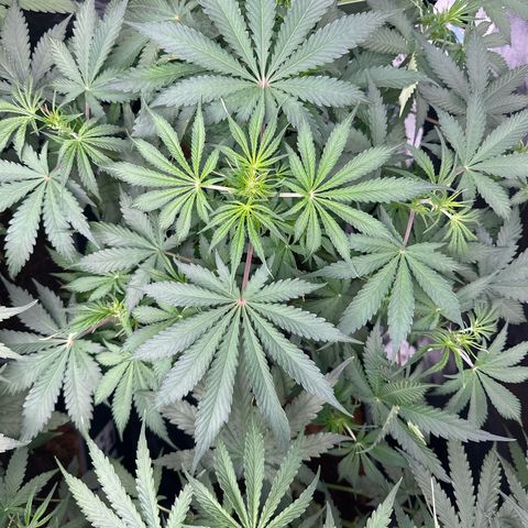 ZKITTLEZ OG AUTO  growlog timeline photo