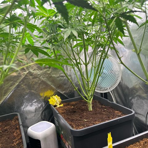 ZKITTLEZ OG AUTO  growlog timeline photo