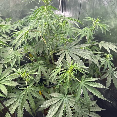 Frozen Black Cherry Auto® growlog timeline photo