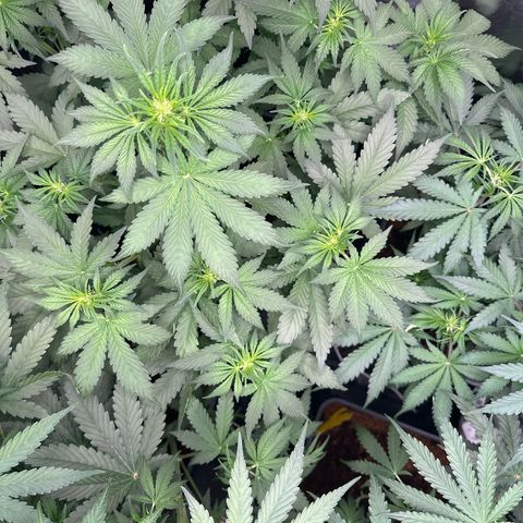 Frozen Black Cherry Auto® growlog timeline photo