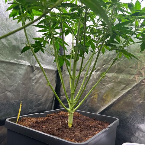 Frozen Black Cherry Auto® growlog timeline photo